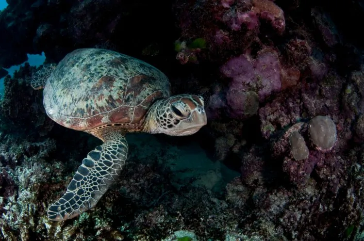 Australian waters are home to six of the seven known species of marine turtle, such as this green sea turtle. (Ed Roberts)