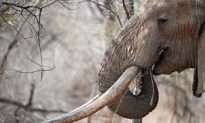 China Fuels East African Elephant Poaching