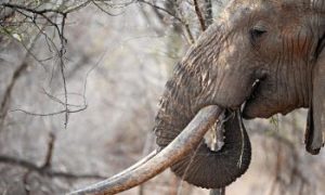China Fuels East African Elephant Poaching