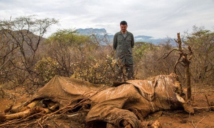Yao Ming, WildAid conservation organization ambassador and former NBA star, looks at the carcass of an elephant in Samburu, Kenya, in August 2012. (Simon Maina/AFP/GettyImages)