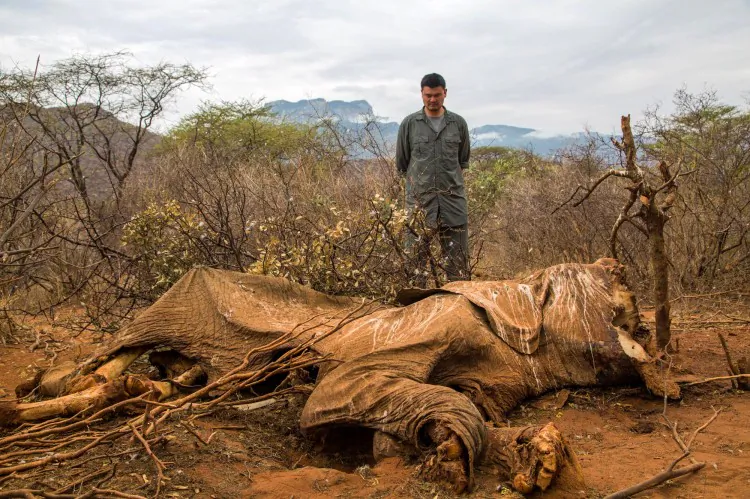 Yao Ming, WildAid conservation organization ambassador and former NBA star, looks at the carcass of an elephant in Samburu, Kenya, in August 2012. (Simon Maina/AFP/GettyImages)