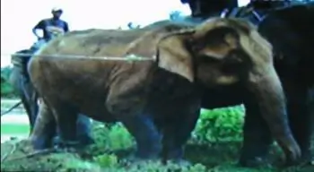 Rare White Elephant Moving into New Home at Foot of Burmese Temple