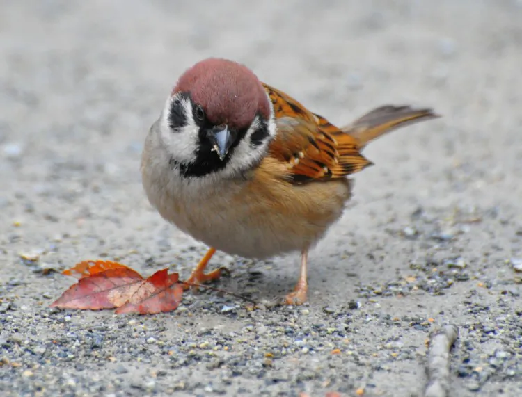 A Eurasian tree sparrow. (Jacob Ehnmark/Wikimedia Commons)