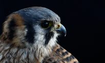 Help for Birds as First Wildlife Rehab Center Opens in NYC