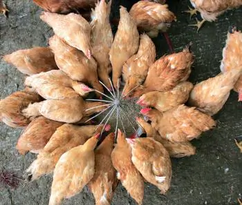 Inspectors in China Find Tons of Melamine-Tainted Animal Feed