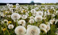 The Dandelion: Taraxacum Officionale