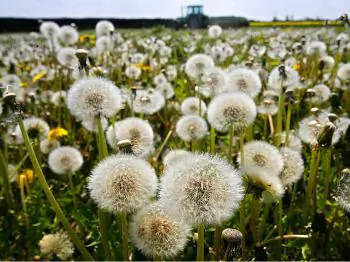 The Dandelion: Taraxacum Officionale