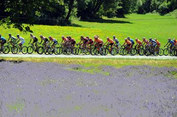 The peloton rides through fields of lavender during Stage Fourteen of the 2008 Tour de France.  (Patrick Hertzog/AFP/Getty Images)