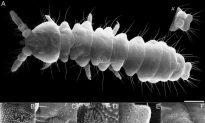 Deepest-Living Terrestrial Invertebrate Found Near Black Sea