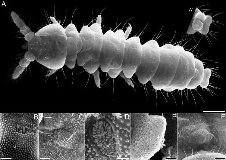 Micrographs of one of the springtails found. (Courtesy of Enrique Baquero)
