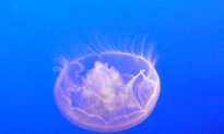 SCIENCE IN PICS: Moon Jellyfish