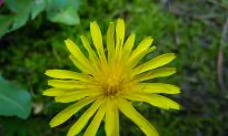 SCIENCE IN PICS: The Common Dandelion