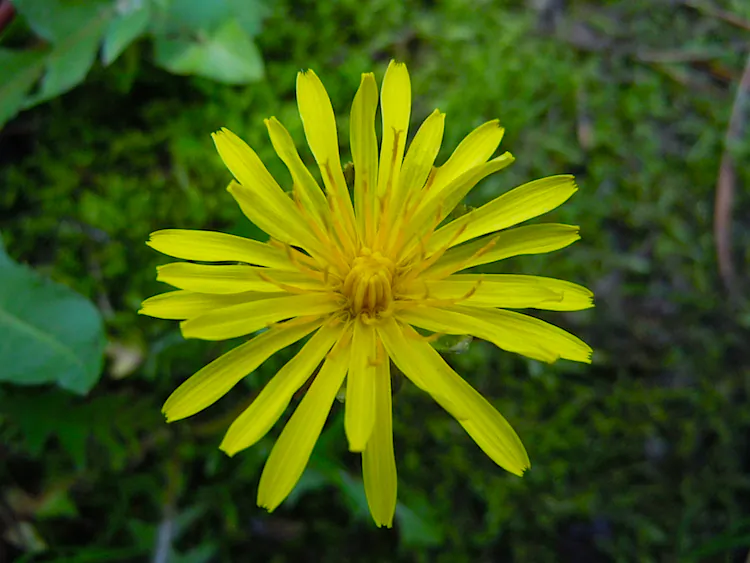 The flower head dries out and the bracts peel back to reveal a fluffy white sphere of seed "parachutes" that enable wind dispersal. (Stephanie Lam/The Epoch Times)