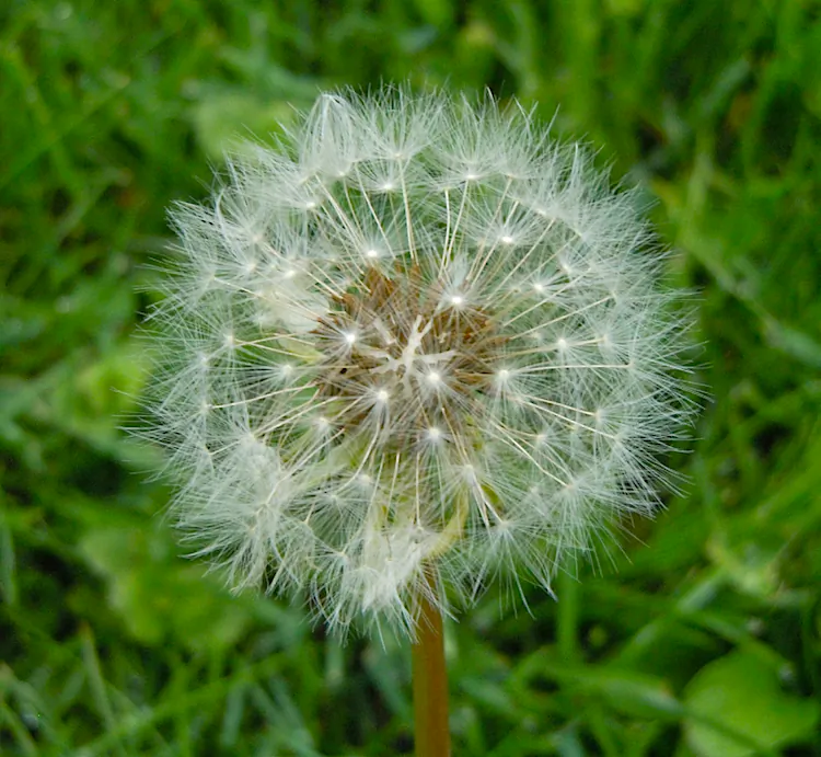 The flower head dries out and the bracts peel back to reveal a fluffy white sphere of seed "parachutes" that enable wind dispersal. (Stephanie Lam/The Epoch Times)