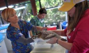 Florida Fish Farms Hit Hard by Freezing Weather