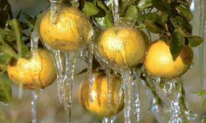 Florida Emerges From Record Cold