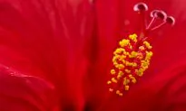 Plants Pollinate Precisely Despite Prolific Pollen