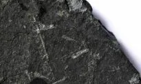 Graptolite Fossil Reveals Planktonic Colonial Architecture