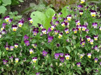 JOHNNY JUMP-UPS: Violas are edible flowers. In Diane's Garden, they grow alongside lettuce plants. (Courtesy of Seed Savers Exchange ) JOHNNY JUMP-UPS: Violas are edible flowers. In Diane's Garden, they grow alongside lettuce plants. (Courtesy of Seed Savers Exchange )