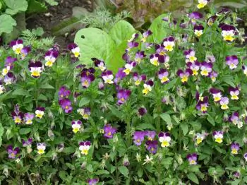The Edible Yard: Landscaping and Permaculture