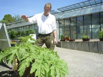 Giant Hogweed and Serious Health Issues