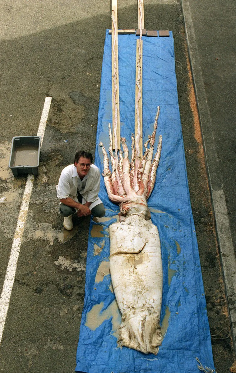 Giant Squid on display on the Wellington dockside, caught off the coast of New Zealand. (Barry Durrant/Getty Images)