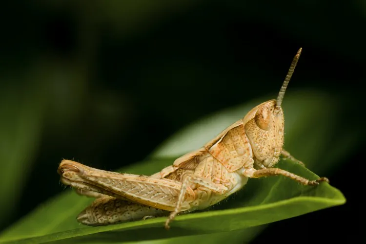 File photo of a grasshopper. (Jens Gade/Photos.com)