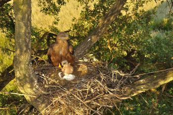 A seven-day-old black kite nestling seeks the cover of its mother in a decorated nest. (F. Sergio) A seven-day-old black kite nestling seeks the cover of its mother in a decorated nest. (F. Sergio)