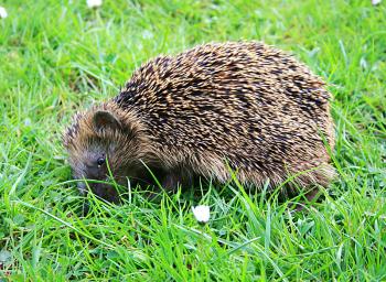Hedgehogs that meander about in daylight or lie in the sun need immediate care from a veterinarian or the closest hedgehog care station. (Heike Soleinsky/The Epoch Times) Hedgehogs that meander about in daylight or lie in the sun need immediate care from a veterinarian or the closest hedgehog care station. (Heike Soleinsky/The Epoch Times)