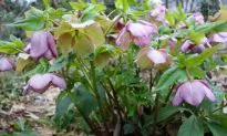 Hellebores Provide Subtle Color in March