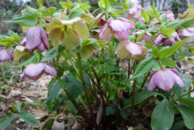 Lenten Roses or Hellebores (Mary Silver/The Epoch Times)