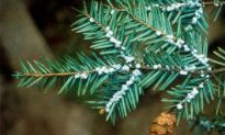 Invasive Insects Threaten Northeast Hemlocks