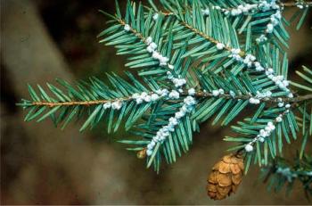 A photo of a hemlock woolly adelgid (HWA) infestation. The aphid-like insect has spread among Hemlock forests in the Northeast, including recent outbreaks in Maine. (National Park Service)