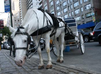 HORSE BAN? City Councilman Tony Avella, who is running for Mayor in 2009, enacted the 'sponsor privilege' law on Wednesday. This will force a public hearing for his bill to ban horse-drawn carriages in New York City. (Katy Mantyk/Epoch Times) HORSE BAN? City Councilman Tony Avella, who is running for Mayor in 2009, enacted the 'sponsor privilege' law on Wednesday. This will force a public hearing for his bill to ban horse-drawn carriages in New York City. (Katy Mantyk/Epoch Times)