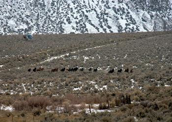 A band of wild horses being gathered by helicopter in the Calico Mountains Complex. (Courtesy of BLM Nevada State) A band of wild horses being gathered by helicopter in the Calico Mountains Complex. (Courtesy of BLM Nevada State)