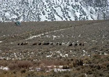 Activists Object to Nevada Wild Horse Roundup