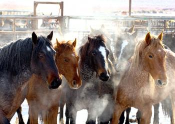 Horses will be rounded up Dec. 28 through late February or early March, prior the foaling season between March through June. (Courtesy of BLM Nevada State) Horses will be rounded up Dec. 28 through late February or early March, prior the foaling season between March through June. (Courtesy of BLM Nevada State)