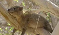 Hyrax ‘Songs’ Express Unique Identity and Self-Advertising