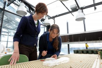Jessica Hellmann (L), a conservation biologist at the University of Notre Dame, and her then doctoral student, Shannon Pelini (R)inspect some samples in the greenhouse. (Matt Cashore/University of Notre Dame) Jessica Hellmann (L), a conservation biologist at the University of Notre Dame, and her then doctoral student, Shannon Pelini (R)inspect some samples in the greenhouse. (Matt Cashore/University of Notre Dame)