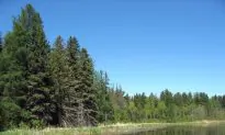 Trees May Electrify the Atmosphere