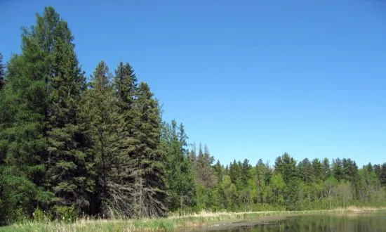 Trees May Electrify the Atmosphere