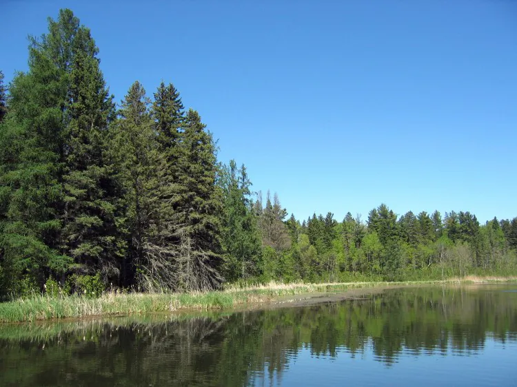 Trees may carry ions in water to the leaves and release them into the atmosphere, according to a new study. (Stephanie Lam/The Epoch Times)