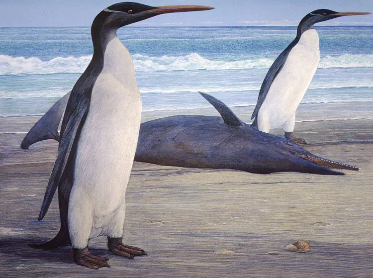 Artwork of two Kairuku penguins coming ashore, passing a stranded Waipatia dolphin. (Chris Gaskin/Geology Museum, University of Otago)