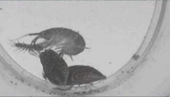 KILLER SHRIMP: A Dikerogammarus villosus freshwater shrimp preys on other invertebrates. The so-called 'killer' shrimp has recently been discovered in the UK. (Screenshot of Youtube.com)
