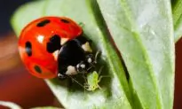 Better-Fed Ladybirds Redder and More Toxic