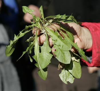 The dandelion plant is not only edible, it provides health benefits. (Stan Honda/AFP/Getty Images) The dandelion plant is not only edible, it provides health benefits. (Stan Honda/AFP/Getty Images)