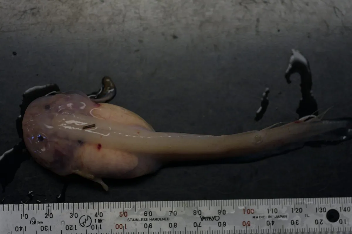 The liparid (Snailfish) Psuedoliparis amblystomopsis recovered from the giant trap at 7,703m deep in the Japan Trench in the Pacific Ocean (Natural Environment Research Council and University of Aberdeen)