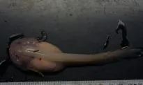Deepest Surviving Fish Filmed