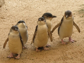 Tiny Penguins Being Stolen In Australia
