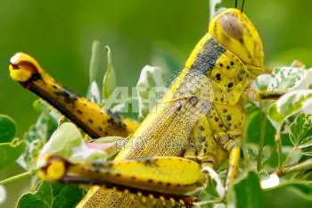 Locusts — Blight or Bite?